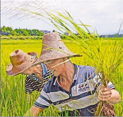 阿里巴巴